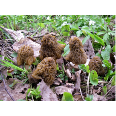 Мицелий Сморчковой шапочки / Верпа чешская (Verpa bohemica)